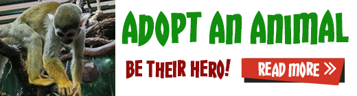 Adopt an Animal